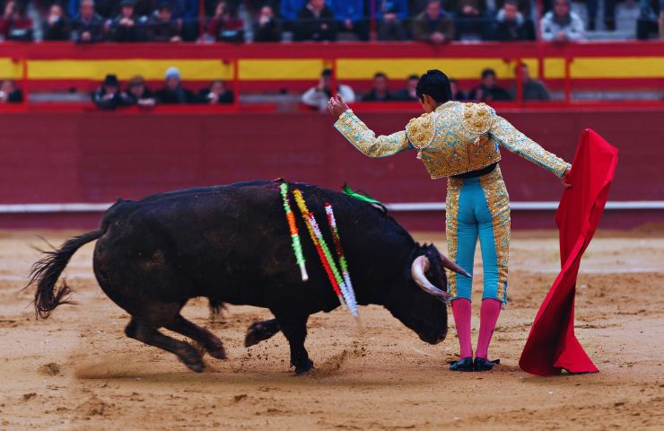 tauromachia torero toro